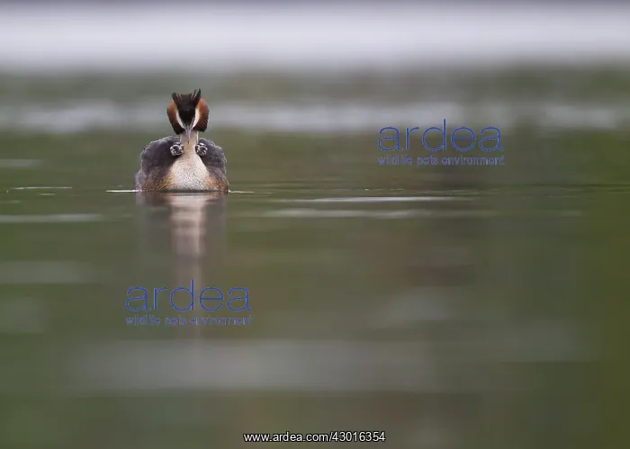 : Great Crested Grebe with two chicks carried on back : Great Crested Grebe with two chicks carried on back