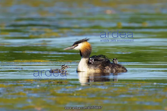 : Great Crested Grebe with chicks next to each other in green water : Great Crested Grebe with chicks next to each other in green water