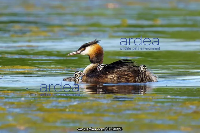 : A great crested grebe with chicks on its back swimming in green water : A great crested grebe with chicks on its back swimming in green water