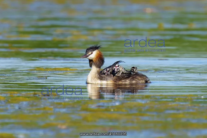 : A great crested grebe with chicks swims calmly in the water : A great crested grebe with chicks swims calmly in the water