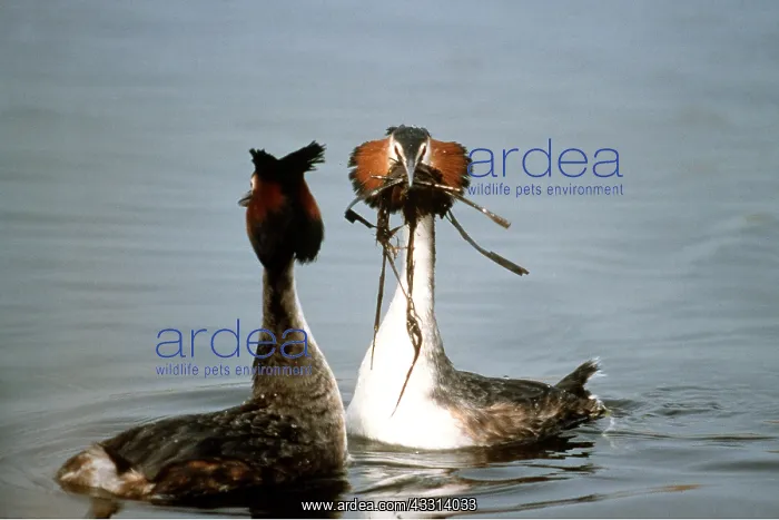: GREAT CRESTED GREBE - courtship ritual, male offering : GREAT CRESTED GREBE - courtship ritual, male offering