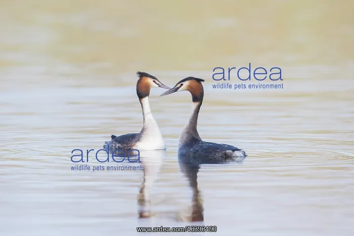: Great Crested Grebe display : Great Crested Grebe display