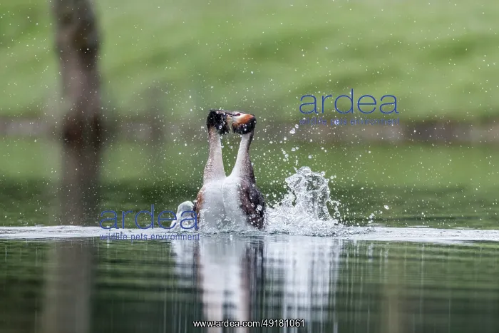 : Great Crested Grebe - Display - UK : Great Crested Grebe - Display - UK