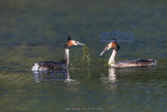 : Great Crested Grebe - Display - UK : Great Crested Grebe - Display - UK