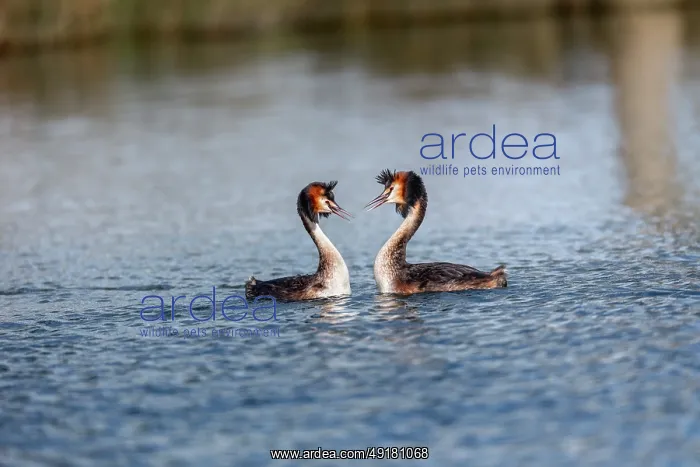 : Great Crested Grebe - Display - UK : Great Crested Grebe - Display - UK