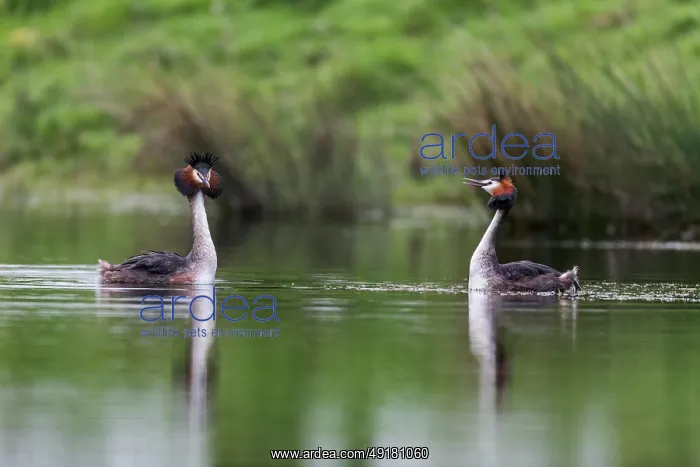  : Great Crested Grebe - Displaying - UK