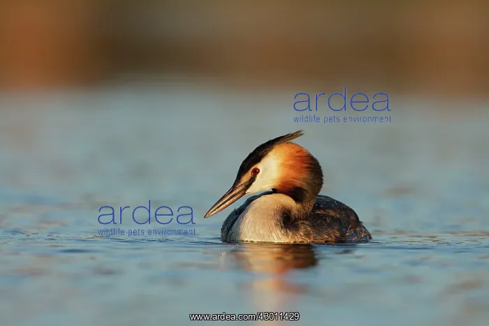 : Great Crested Grebe face on in soft light : Great Crested Grebe face on in soft light
