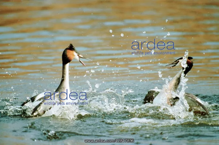 : Great Crested GREBE - fighting : Great Crested GREBE - fighting