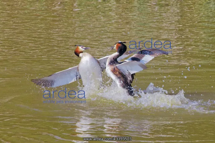 : Great Crested Grebe - fighting Podiceps cristatus : Great Crested Grebe - fighting Podiceps cristatus