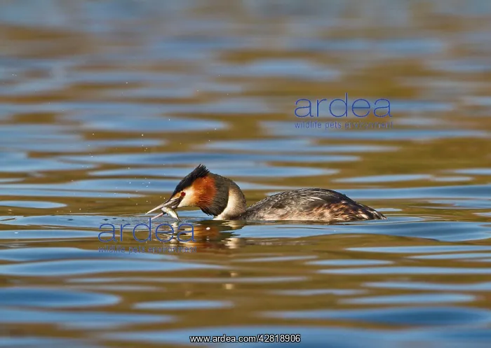 : Great Crested Grebe - with fish in beak : Great Crested Grebe - with fish in beak