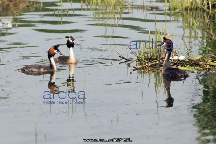 : Great Crested Grebe - male bird defending nest : Great Crested Grebe - male bird defending nest