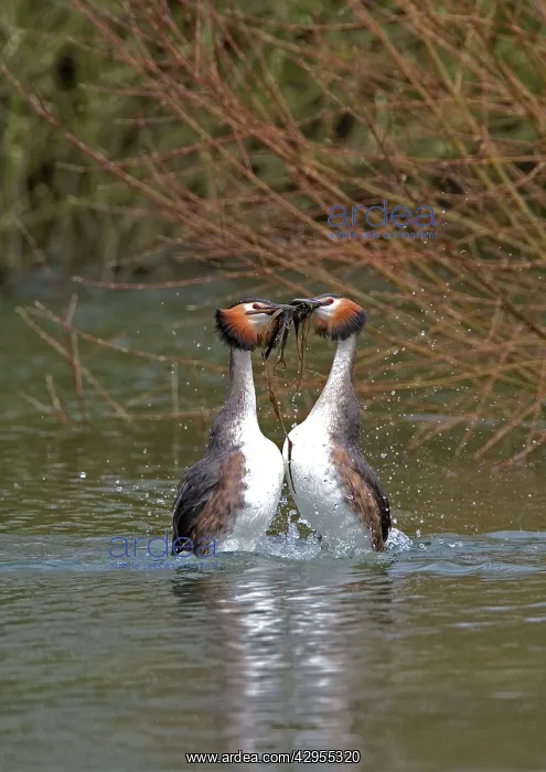 : Great Crested Grebe - male and Female display weed : Great Crested Grebe - male and Female display weed