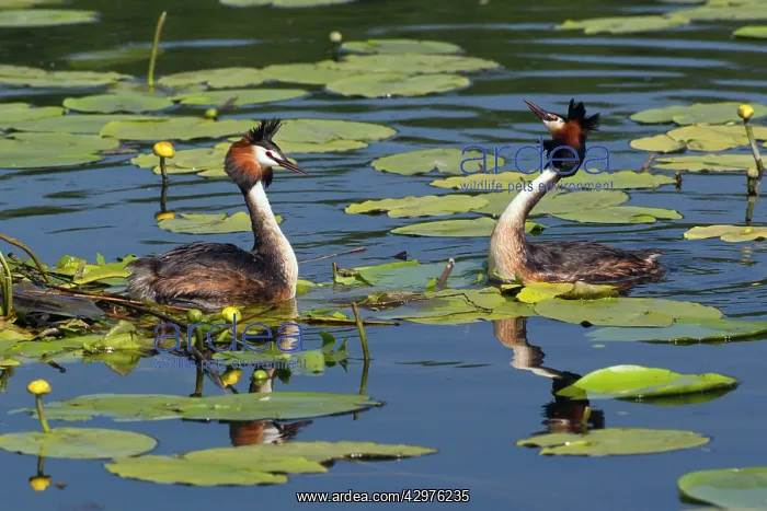 : Great Crested Grebe - male head-wagging to female : Great Crested Grebe - male head-wagging to female