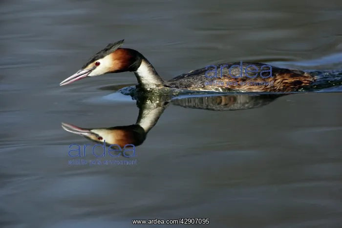 : Great Crested Grebe - Male swimming over lake with : Great Crested Grebe - Male swimming over lake with