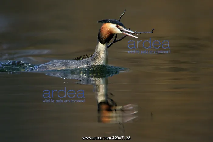 : Great Crested Grebe - Male transporting vegetation : Great Crested Grebe - Male transporting vegetation