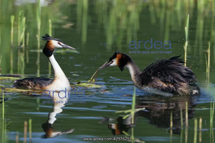 : Great Crested Grebe - male treading water and ruffling : Great Crested Grebe - male treading water and ruffling