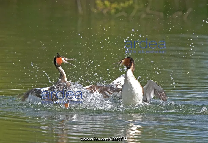 : Great Crested Grebe - two male's fighting in the : Great Crested Grebe - two male's fighting in the