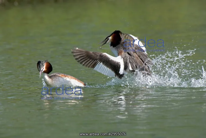 : Great Crested Grebe - two males fighting using : Great Crested Grebe - two males fighting using