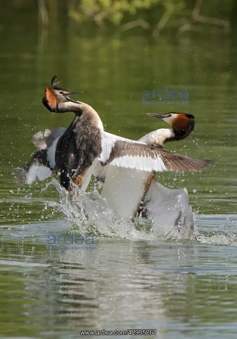 : Great Crested Grebe - two male's fighting using : Great Crested Grebe - two male's fighting using