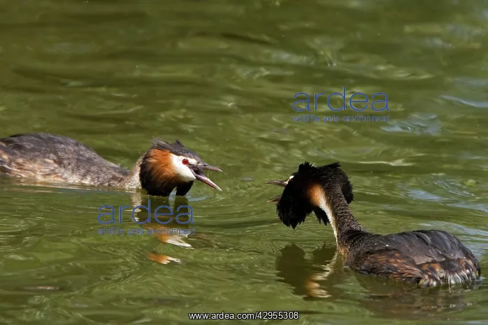 : Great Crested Grebe - two males threatening each : Great Crested Grebe - two males threatening each