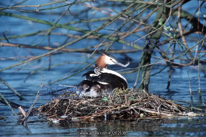 : GREAT CRESTED GREBE - on nest : GREAT CRESTED GREBE - on nest