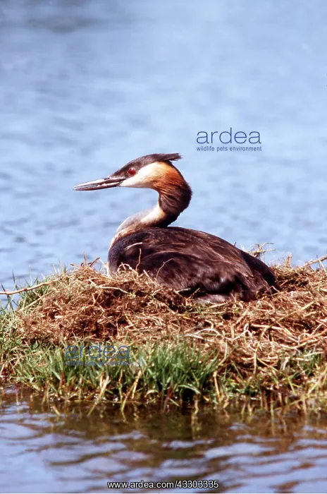 : GREAT CRESTED GREBE - on nest : GREAT CRESTED GREBE - on nest
