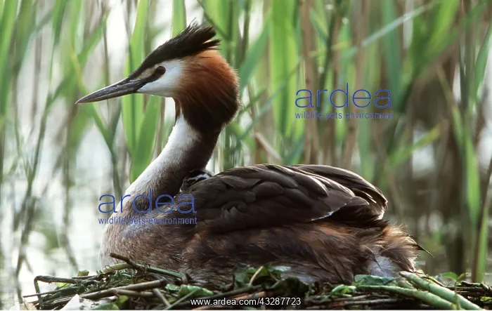 : GREAT CRESTED GREBE - in nest, close-up side view : GREAT CRESTED GREBE - in nest, close-up side view