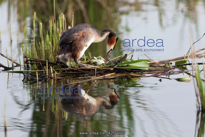 : Great Crested Grebe - on nest platform turning eggs : Great Crested Grebe - on nest platform turning eggs
