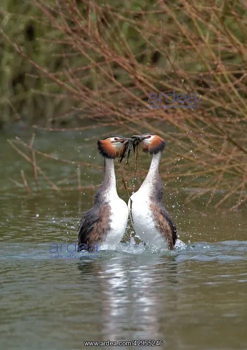 : Great Crested Grebe - at the nest uncovering it's : Great Crested Grebe - at the nest uncovering it's