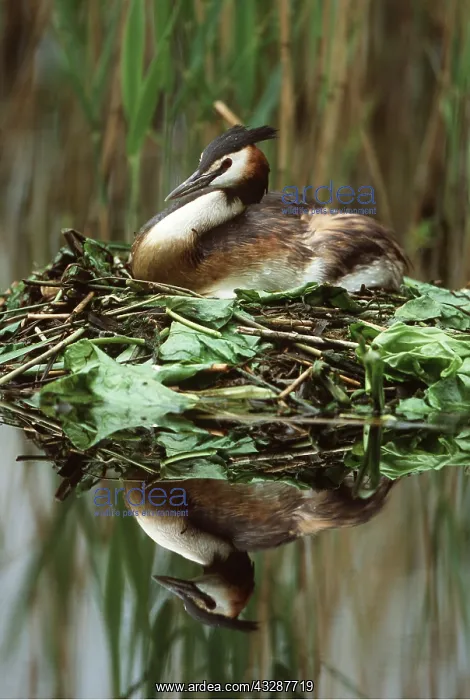 : GREAT CRESTED GREBE - in nest on water : GREAT CRESTED GREBE - in nest on water