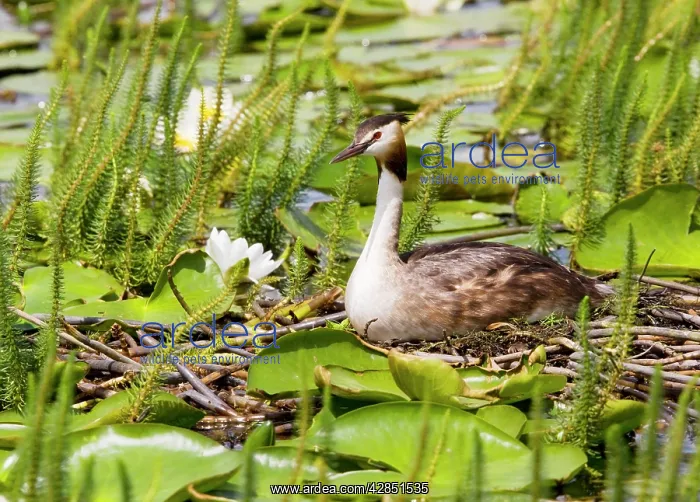  : Great-crested Grebe - on the nest among water-lilies