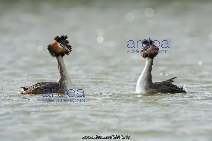 : Great Crested Grebe pair performing courtship : Great Crested Grebe pair performing courtship