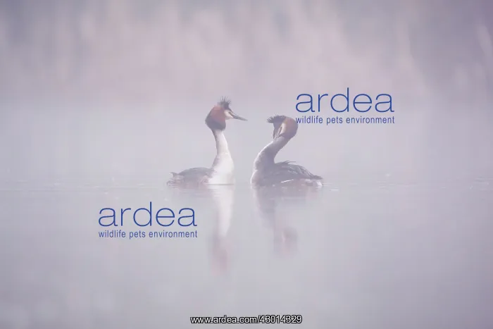 : Great Crested Grebe pair performing courtship : Great Crested Grebe pair performing courtship