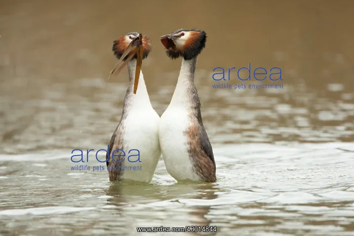 : Great Crested Grebe pair performing courtship dance : Great Crested Grebe pair performing courtship dance
