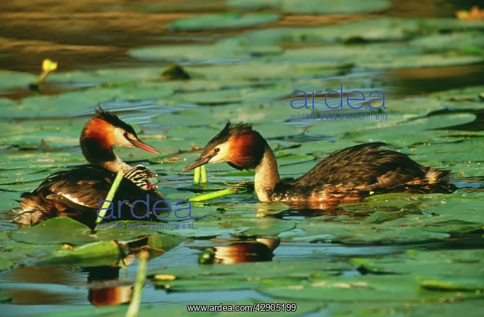 : Great crested GREBE - pair and young : Great crested GREBE - pair and young