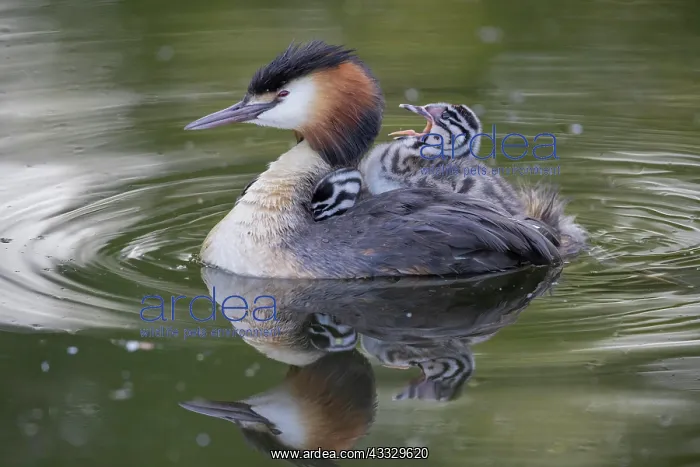 : Great Crested Grebe (Podiceps cristatus) with 2 : Great Crested Grebe (Podiceps cristatus) with 2
