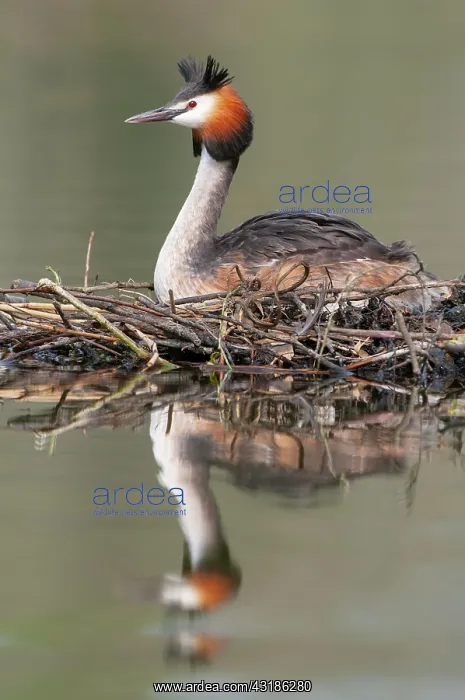 : Great crested grebe (Podiceps cristatus) at the : Great crested grebe (Podiceps cristatus) at the