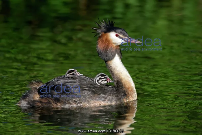 : Great crested grebe (Podiceps cristatus), Krickenbecker : Great crested grebe (Podiceps cristatus), Krickenbecker