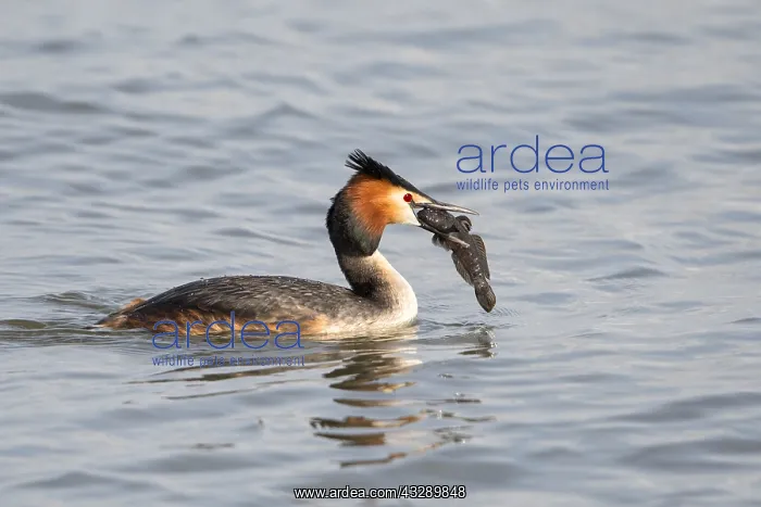 : Great Crested Grebe (Podiceps cristatus) with a : Great Crested Grebe (Podiceps cristatus) with a