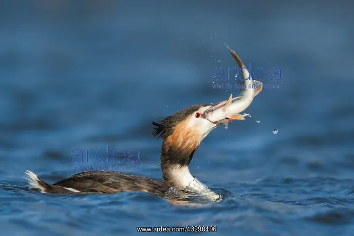  : Great Crested Grebe (Podiceps cristatus) with a