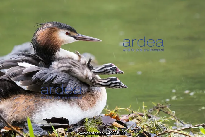 : Great Crested Grebe (Podiceps cristatus) with two : Great Crested Grebe (Podiceps cristatus) with two