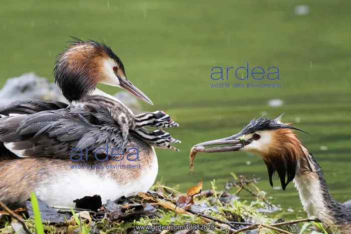 : Great Crested Grebe (Podiceps cristatus) with two : Great Crested Grebe (Podiceps cristatus) with two