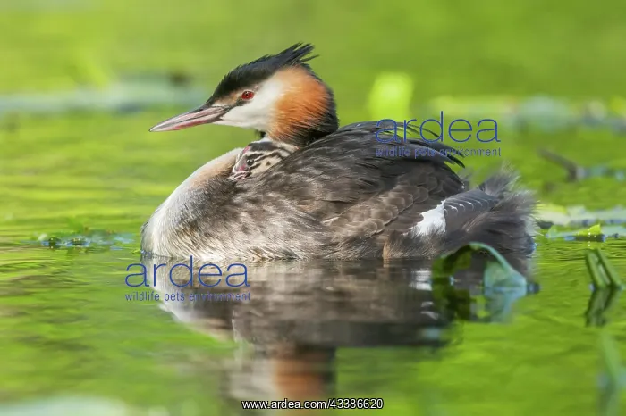 : Great Crested Grebe (Podiceps cristatus) with their : Great Crested Grebe (Podiceps cristatus) with their