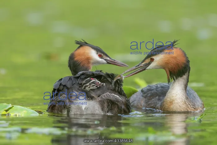 : Great Crested Grebe (Podiceps cristatus) with their : Great Crested Grebe (Podiceps cristatus) with their