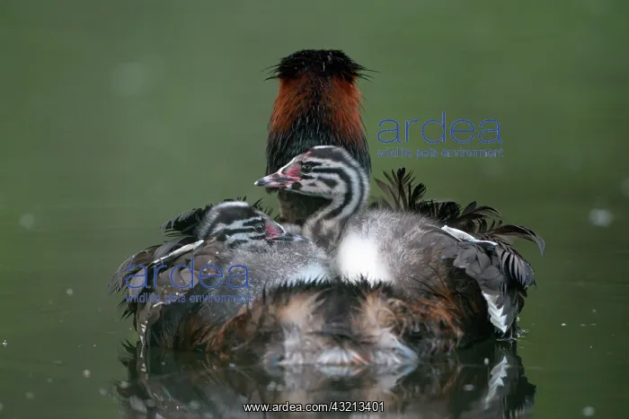 : Great crested grebe (Podiceps cristatus), adult : Great crested grebe (Podiceps cristatus), adult