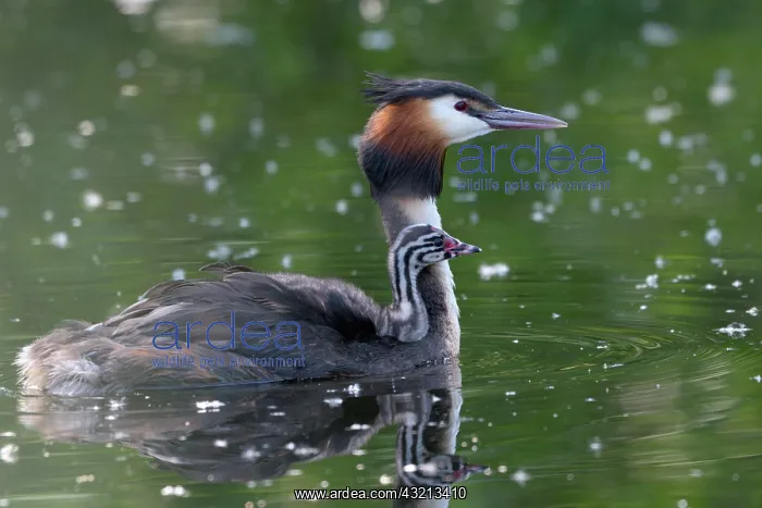 : Great crested grebe (Podiceps cristatus), adult : Great crested grebe (Podiceps cristatus), adult