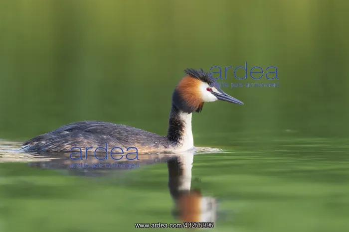 : Great Crested Grebe (Podiceps cristatus) adult : Great Crested Grebe (Podiceps cristatus) adult