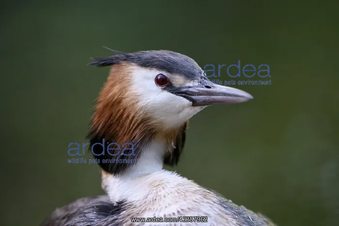 : Great Crested Grebe (Podiceps cristatus), adult : Great Crested Grebe (Podiceps cristatus), adult