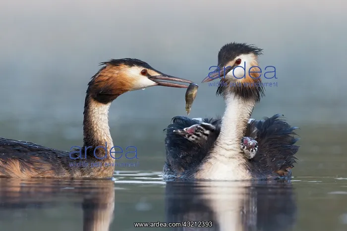 : Great crested grebe (Podiceps cristatus) Adult feeding : Great crested grebe (Podiceps cristatus) Adult feeding