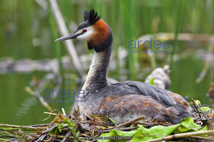 : Great Crested Grebe (Podiceps cristatus) breeding : Great Crested Grebe (Podiceps cristatus) breeding